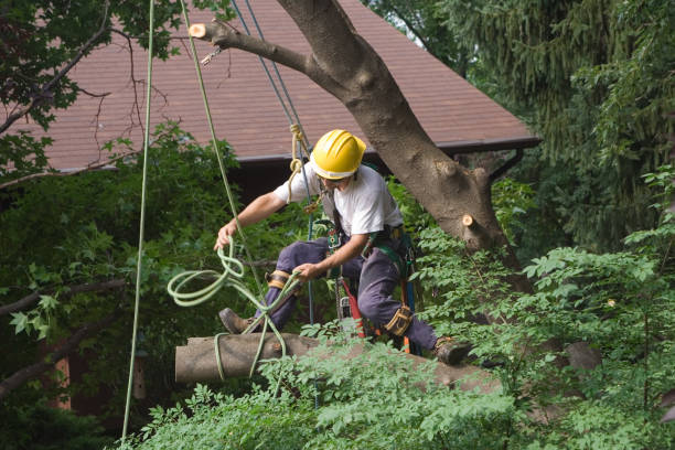 Lawn Renovation and Restoration in Raymore, MO