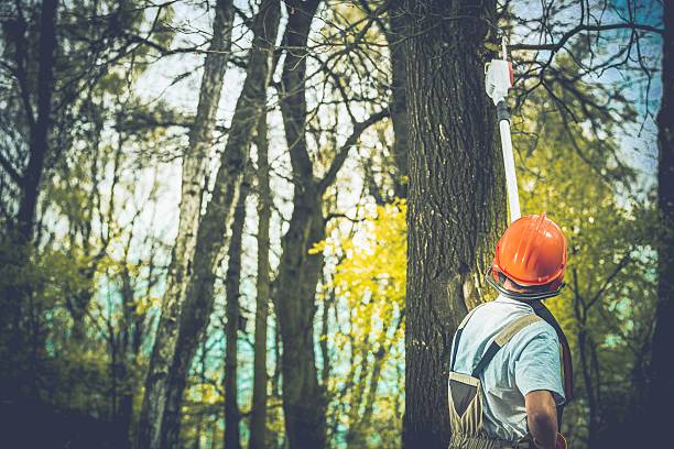 How Our Tree Care Process Works  in  Raymore, MO